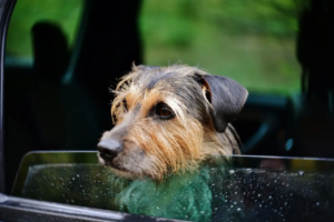 Hund legt Kopf auf die Autofensterscheibe und schaut aus dem Auto