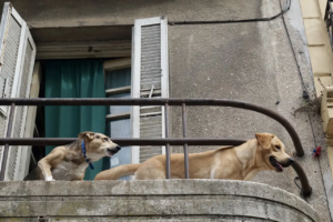 Zwei Hunde stehen auf dem Balkon und schauen herunter