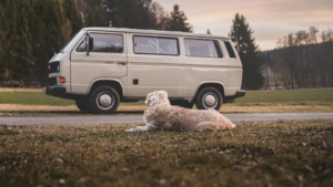 Hund liegt auf dem Gras vor einem alten VW Bus