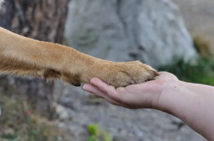Ein Hund legt seine Pfote in die Hand eines Menschen. 