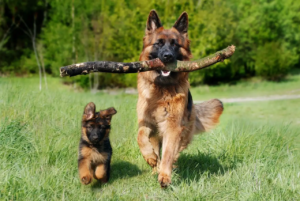 Ein erwachsener Schäferhund und ein Schäferhund Welpe laufen nebeneinander. 