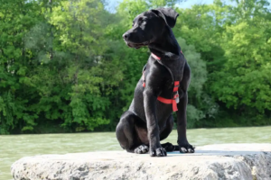 Schwarzer Hund sitzt auf einem Stein und trägt ein rotes Geschirr 