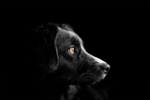 Das Profil von einem schwarzen Hund vor einem schwarzen Hintergrund