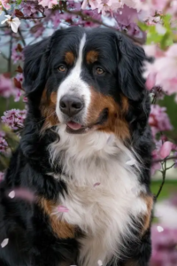 Bernersennenhund sitzt vor Kirschblüten und schaut hechelnd in die Kamera