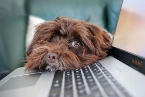 Brauner Hund legt seinen Kopf auf einen Laptop