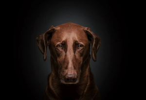 Brauner Hund schaut traurig, frontal in die Kamera. Der Hintergrund ist schwarz.