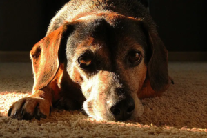 Brauner Hund liegt auf dem Teppich und schaut traurig in die Kamera