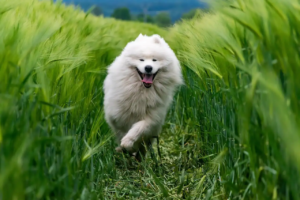Kleiner weißer Hund läuft durch ein Gerstenfeld