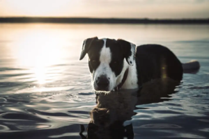 Hund steht im Wasser, die Sonne geht im Hintergrund unter