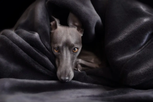Ein grauer Hund ist in eine dunkle Decke gehüllt