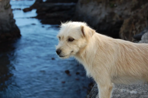 Weißer Hund steht vor einer Bucht