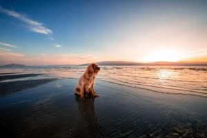 Hund sitzt im Sand, die Sonne geht im Hintergrund unter