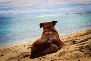 Hund liegt im Sand und schaut aufs Meer
