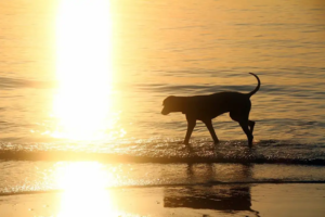 Hund läuft durchs Wasser, die Sonne geht im Hintergrund unter