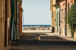 Ein Hund liegt in einer Gasse, im Hintergrund ist das Meer zu sehen