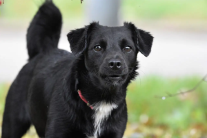 Schwarzer Hund bellt und schaut dabei in die Kamera