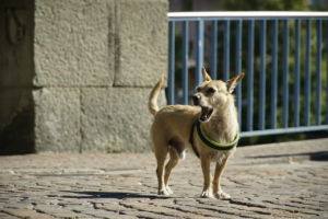 Brauner Terrier bellt