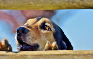 Hund schaut durch einen Zaun und bellt dabei