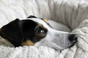 Jack Russel liegt in einem weißen Körbchen. Der Kopf liegt auf dem Rand.