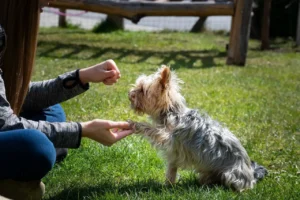 Ein Yorkshire Terrier gibt einer Frau die Pfote