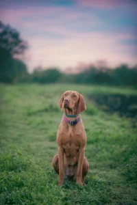 Magyar Vizsla sitzt auf einem Feld, im Hintergrund geht die Sonne unter