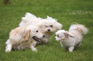 Drei helle Hunde spielen auf einer grünen Wiese