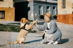 Ein Hund und eine Frau geben sich ein High Five