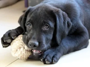 Schwarzer Labrador Welpe kaut auf einem Spielzeugknoten