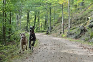 Zwei Hunde laufen gemeinsam durch einen Wald