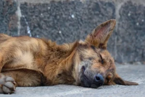 Hund liegt aus der Straße und schläft