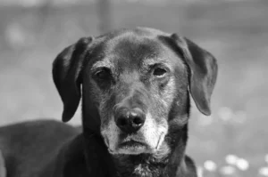 Ein alter Hund schaut in die Kamera - das Foto ist schwarz-weiß