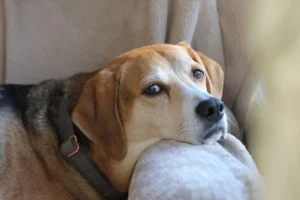 Ein alter Beagle liegt mit dem Kopf auf einer Sofalehne