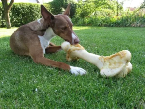 Ein Galgo frisst an einem riesigen Knochen