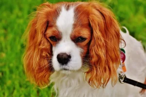 Ein Cocker Spaniel steht auf einer Wiese und schaut traurig aus,.