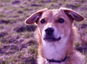 Ein braun-weißer Hund sitzt in einer blühenden Heidefläche