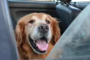 Ein Golden Retriever liegt in einem Auto und hechelt