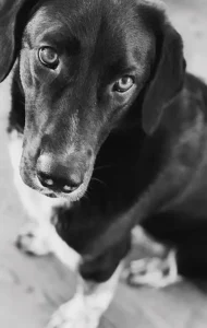 Ein schwarz-weißer Hund wird von oben fotografiert