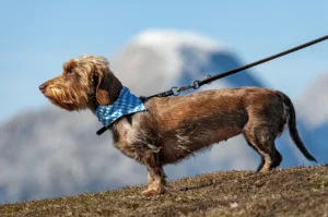 Ein Dackel steht auf einem Berg