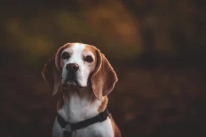 Ein Beagle schaut aufmerksam in die Kamera