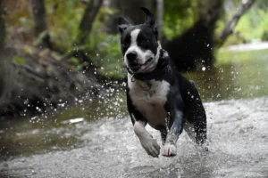 Ein schwarz-weißer Hund rennt durch einen Bach