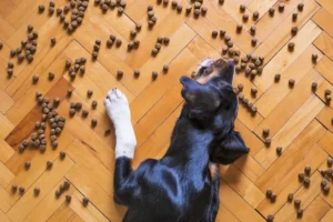 Ein Hund liegt auf dem Boden. Um ihn herum liegt Trockenfutter verteilt.