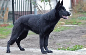 Hund steht hechelnd und seitlich vor einem geöffneten Tor