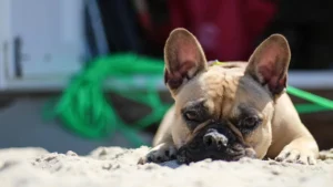 Old English Bulldog liegt im Sand