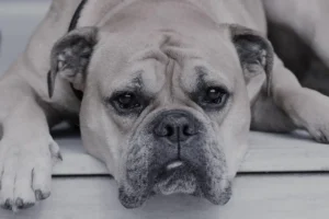 Old English Bulldog liegt auf einem Holzboden