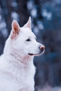 Hund schaut aufmerksam in der Natur