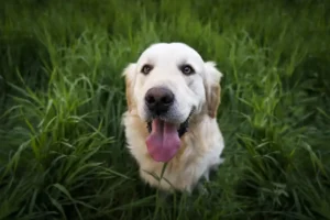 Golden Retriever sitzt im Gras und hechelt