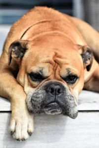 Old English Bulldog liegt auf Holz