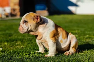 Old English Bulldog Welpe sitzt im Gras