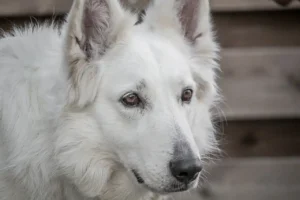 Hund ist draußen und schaut aufmerksam