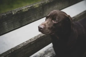 Hund schaut traurig zwischen zwei Holzleisten durch
